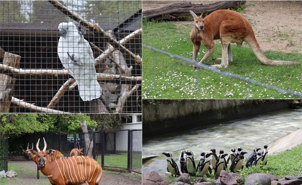 Warszawski ogród zoologiczny znów otwarty dla zwiedzających. Co się zmieniło?