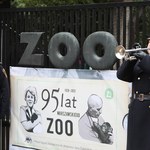 Warszawskie zoo ma już 95 lat. Żyje w nim ponad 13 tys. zwierząt