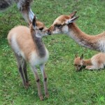 Warszawskie zoo ma nowego mieszkańca. To symbol Peru