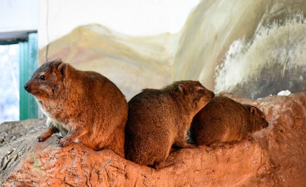 Warszawskie zoo ma nowych mieszkańców. "Harcują już na wybiegu"