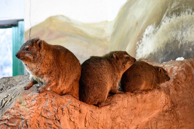 Warszawskie zoo ma nowych mieszkańców /Zoo Warszawa /Materiały prasowe