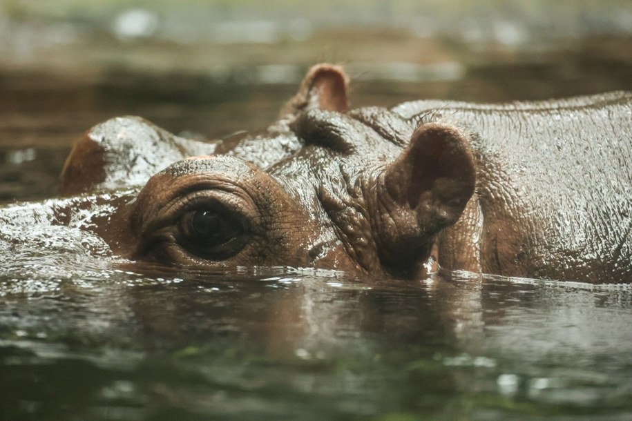 Warszawskie zoo podnosi ceny biletów. Na zdjęciu słynna hipopotamica Pelagia /Wojciech Olkuśnik /East News
