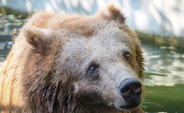 Warszawskie zoo przekazało smutne wieści. Odeszła niedźwiedzica Sabina