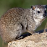 Warszawskie zoo przekazało smutne wieści. Odeszła niespodziewanie