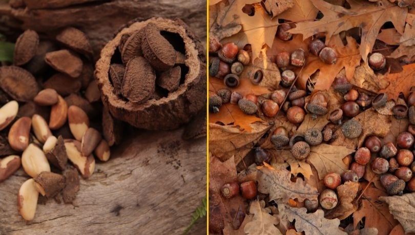 Rusza akcja warszawskiego zoo. Będą zbierać żołędzie i orzechy