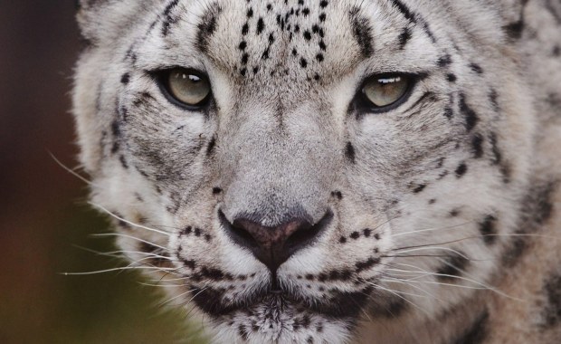 Warszawskie zoo testuje zwierzęta, u których podejrzewa Covid-19