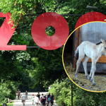 Warszawskie zoo wita nowego mieszkańca. Można wybrać dla niego imię