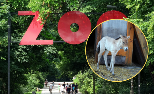 Warszawskie zoo wita nowego mieszkańca. Można wybrać dla niego imię