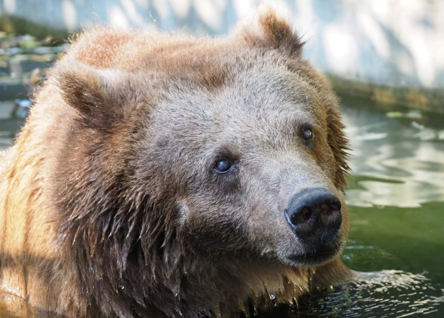 Warszawskie zoo żegna niedźwiedzice Sabina. Odeszła mając 40 lat /Facebook / Warszawskie ZOO /Facebook