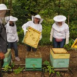 Warsztaty pszczelarskie w wielkim mieście