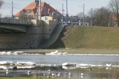 Warta niebezpieczna, choć piękna