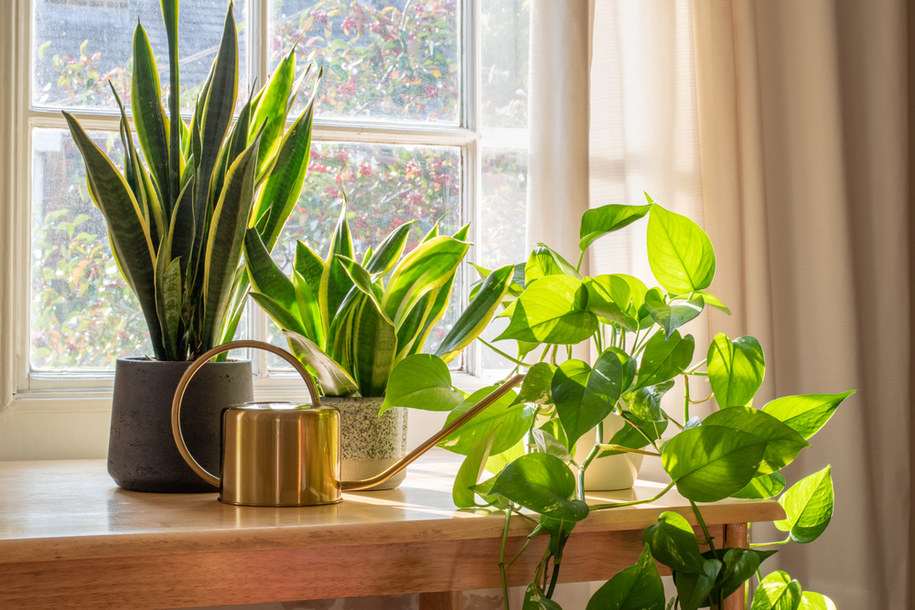 Warto otaczać się roślinami, bo poprawiają one jakość powietrza. Zdj. ilustracyjne /Shutterstock