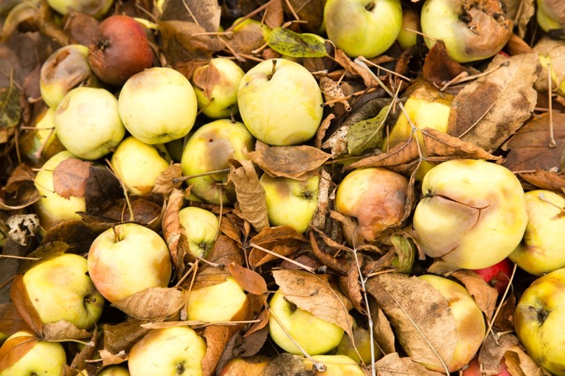 Warto sięgać po stare odmiany jabłek, które na pierwszy rzut oka nie są najbardziej atrakcyjne /123RF/PICSEL