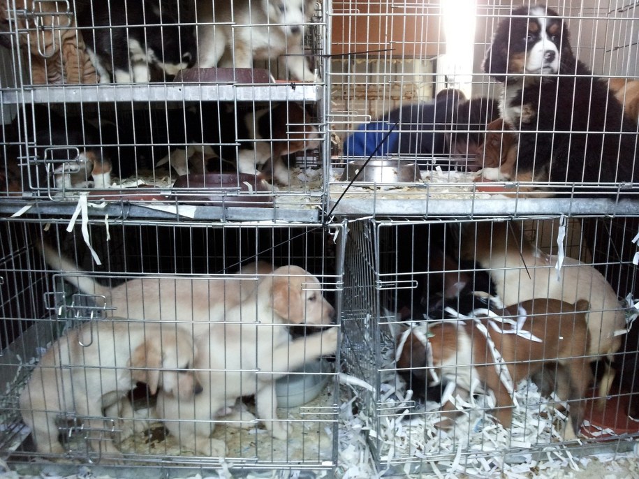 Wartość zwierząt oszacowano na 60 tysięcy euro /KARLSRUHE CITY AUTHORITIES /PAP/EPA