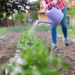 Warzywa będziesz liczyć w kilogramach. Zbierz w lesie, zalej wodą i podlewaj