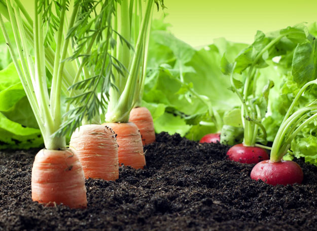 Warzywa prosto z ogródka? Tak! /123RF/PICSEL