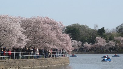 Waszyngton kwitnie biało i różowo
