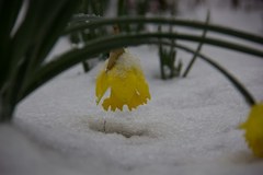 Waszyngton pod śniegiem, a miała być już wiosna