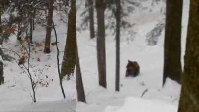 Wataha wilków atakuje niedźwiedzią rodzinę, broni ich leśniczy. „Zostawcie!”