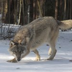 "Watahy wędrują po miastach". Kolejny kraj walczy z wilkami