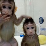 Watykan o sklonowaniu małp: Wywołuje wiele wątpliwości, bo dalszym krokiem jest człowiek