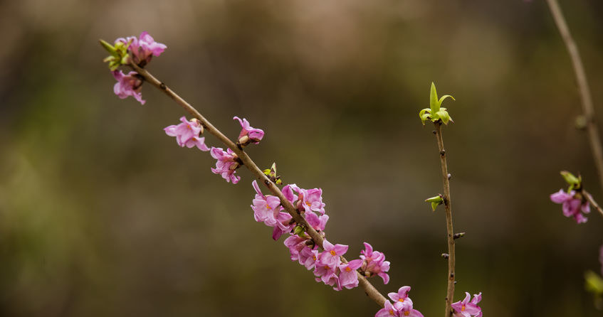 Wawrzynek wilczełyko /&copy;123RF/PICSEL