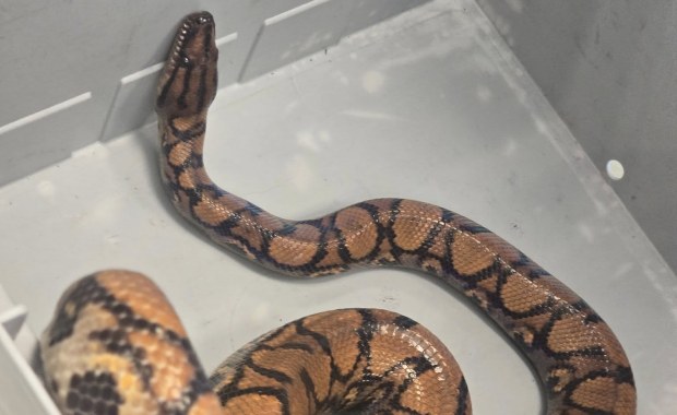 Wąż boa znaleziony przy śmietniku. Właściciel poszukiwany