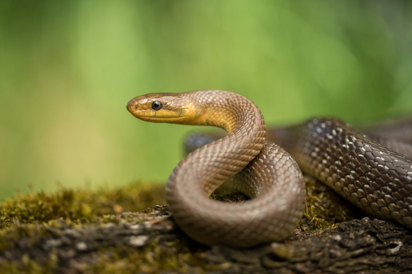 Wąż Eskulapa jest jednym z największych gadów w Polsce /Pixel