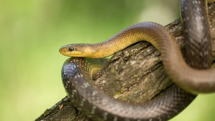 Wąż Eskulapa 
