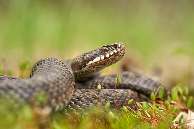 Wąż jest jednym z dwóch podstawowych, ewolucyjnych wrogów człowiekowatych. /123RF/PICSEL