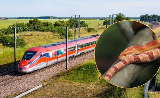 Wąż, który jeździł koleją. Panika w pociągu i ewakuacja pasażerów