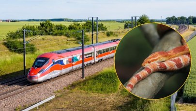 Wąż, który jeździł koleją. Panika w pociągu i ewakuacja pasażerów