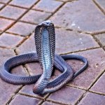 Wąż, który miał zabić słynną królową. Jad kobry testują na raka piersi