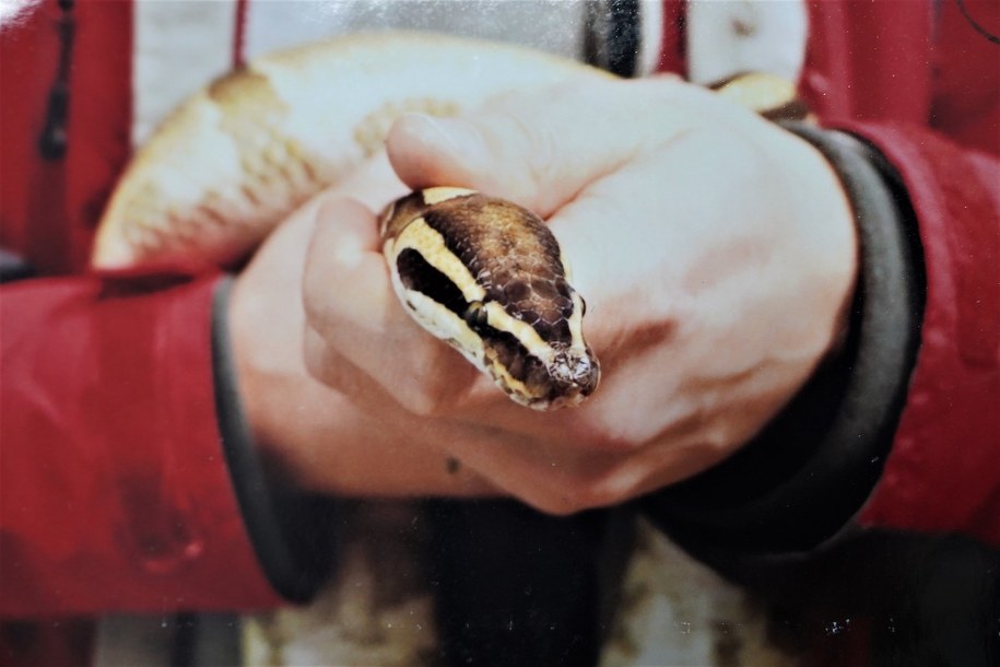 Wąż miał trafić do Szczecina /Śląska policja /Policja