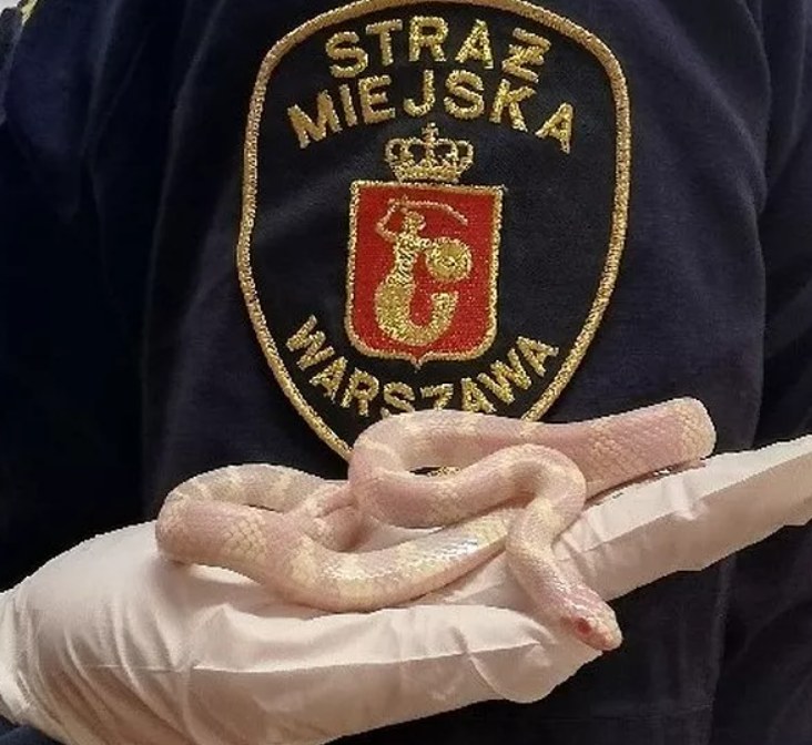 Wąż, na którego natknął się mężczyzna /Straż Miejska