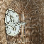 Wąż na ulicy Dolnego Śląska. "Właściciela zapraszamy do kontaktu"