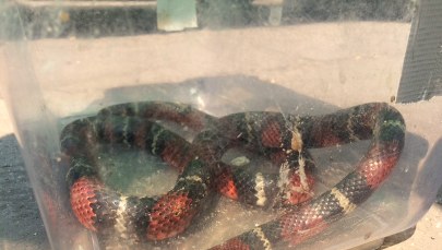 Wąż na wrocławskim osiedlu. Udało się go schwytać