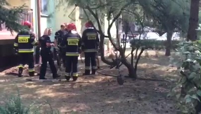 Wąż na wrocławskim osiedlu. Udało się go schwytać