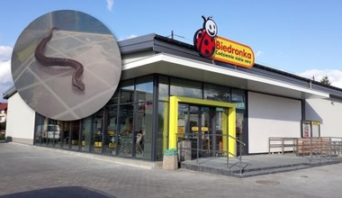 Wąż w Biedronce. Po supermarkecie pełzała żmija