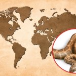 ​Wąż wędrowiec. Z Ameryki do Europy przez Grenlandię