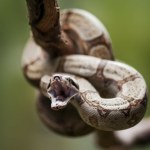 Wąż wessał się w twarz chłopca. Stan chce zaostrzyć prawo