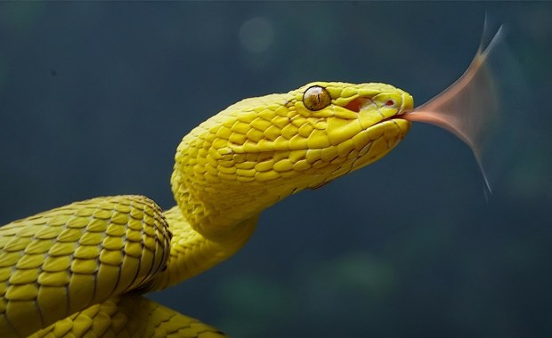 Wąż wpełzł mu do kieszeni i śmiertelnie ukąsił. Tragedia na pokazie