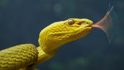 Wąż wpełzł mu do kieszeni i śmiertelnie ukąsił. Tragedia na pokazie