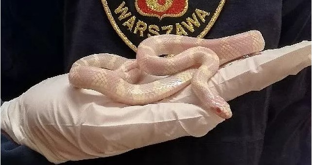 Wąż zbożowy albinos znaleziony przez mieszkańca Gocławka /Warszawska Straż Miejska /materiały prasowe