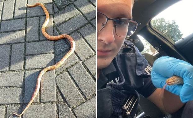 ​Wąż zbożowy pełzał po osiedlu. Policjanci poszukują właściciela