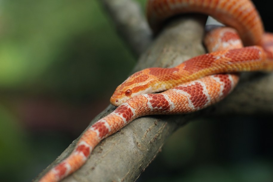 Wąż zbożowy /Shutterstock