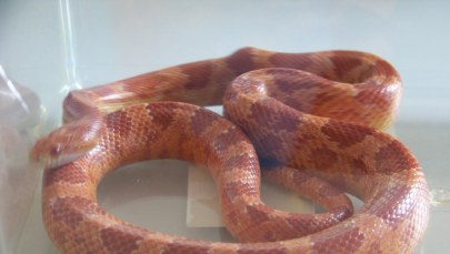 Wąż znaleziony w przesyłce kurierskiej