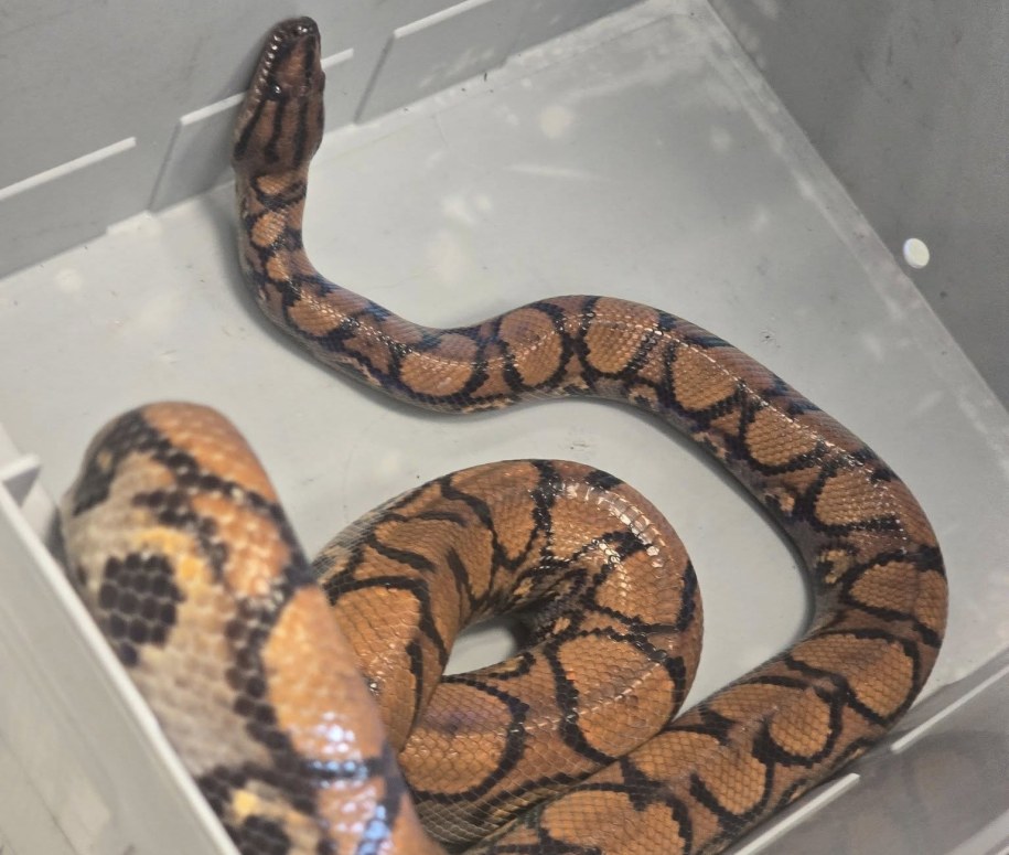 Wąż został znaleziony przy śmietniku /Facebook