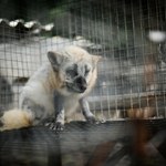 Ważą się losy milionów polskich lisów i jenotów. Padła konkretna data