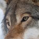 Ważą się losy wilków w Europie. Pomysł spotkał się z ostrą reakcją